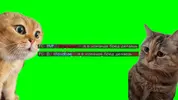 вуменс подача.webp