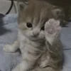 1771616872712.webp