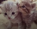 1787049667896.webp