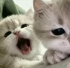 1787050525110.webp