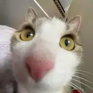 stalkergtop