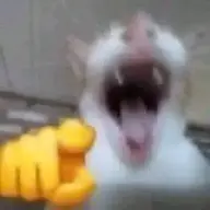 kitek11