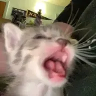 meeueu