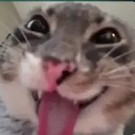 dermusmar