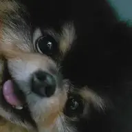 Sunsh1necado