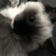 Angel_LuvsCats