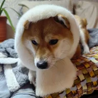 yeenni