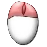 DioXiD